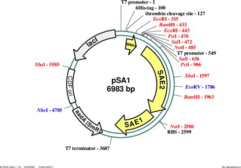 Addgene: pSA1