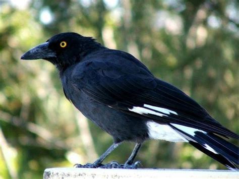 Currawong - Alchetron, The Free Social Encyclopedia