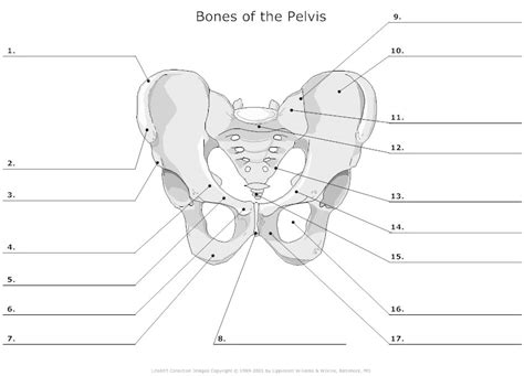 13 Skeleton Bones Labeled Worksheets