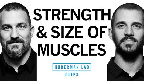 Building Strength Vs Building Muscle Size Hypertrophy Dr Andy Galpin And Dr Andrew Huberman