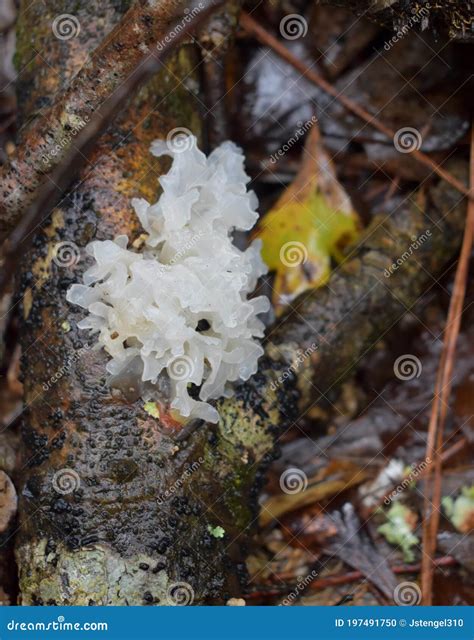 Silver Earwhite Jelly Mushroom Tremella Fuciformis Stock Photo Image