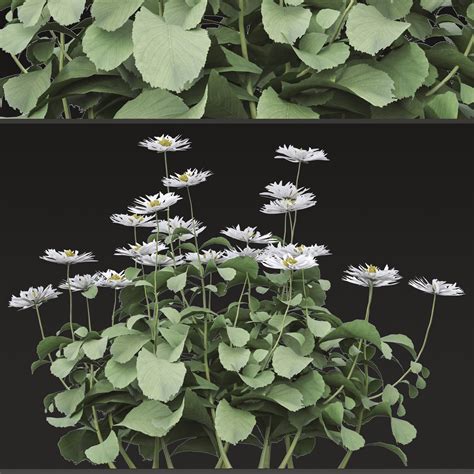 ArtStation - Set of Bellis perennis Flowering Plants (Common daisy) (6