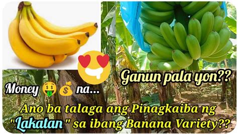 Ano Ang Pinagkaiba Ng Lakatan Sa Ibang Banana Variety Youtube