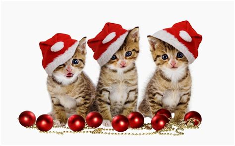 Lovely, Cute Kittens and Puppies: Christmas kittens