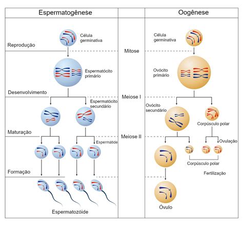 Gametogênese o que é como ocorre etapas da gametogênese InfoEscola