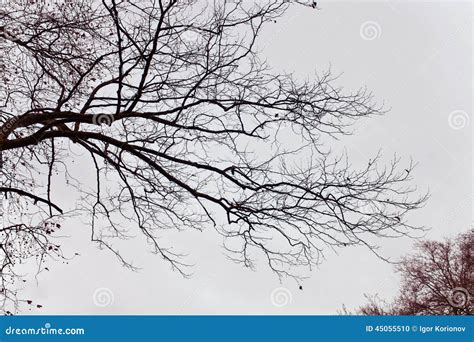 Naked Branches Of A Tree Against Stock Photo Image Of Contraluz