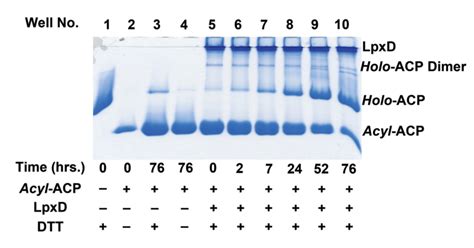 Figure S Evidence For The Hydrolysis Of Acyl Acp Conformationally