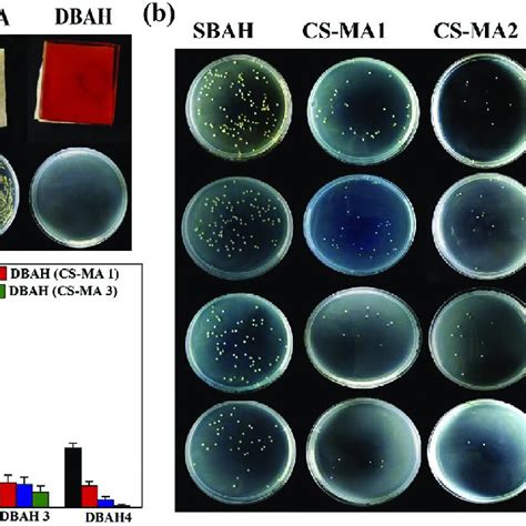 In Vitro Cell Compatibility A Clsm Images Of The Cells Stained With