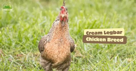 Cinnamon Queen Chicken Breed Profile Traits Care More