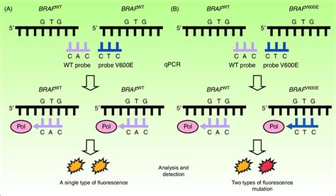 Real Time Quantitative Reverse Transcription Polymerase Chain Reaction