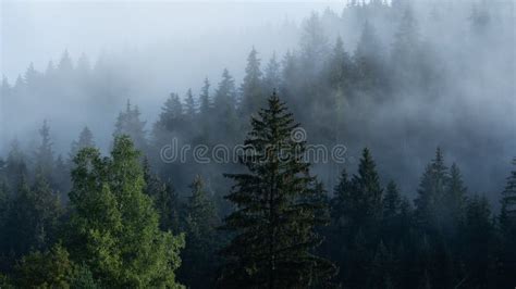 Foggy Mountain and Forest Landscape during the Golden Sunrise. Stock Photo - Image of cold ...