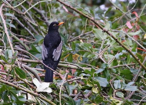 Grey Winged Blackbird Turdus Boulboul The Himalayas Are Flickr