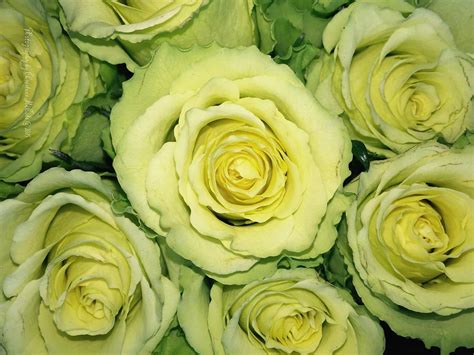 Floral Yellow Green Roses Photograph by Christine McCole - Pixels