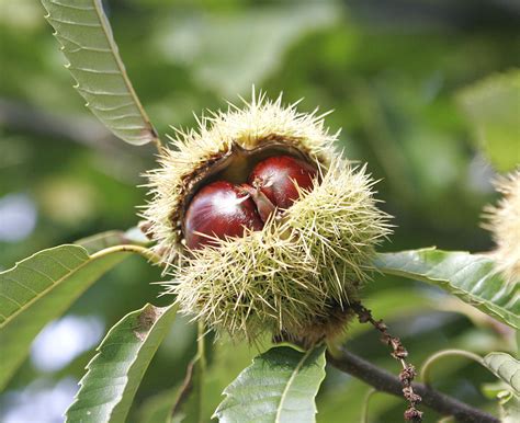 Chestnuts and Horse-Chestnuts