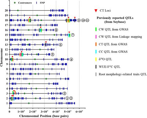 Physical Position Of SNPs On Soybean Chromosomes And Position Of Loci