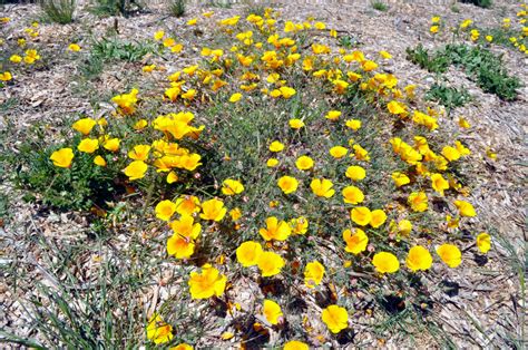 A Cyclist’s Guide to the Wildflowers of Santa Cruz - Santa Cruz Museum ...