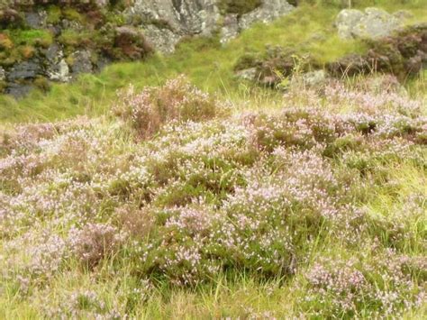 picture flowering plants
