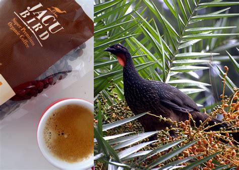 Jacu Bird Coffee Is Also Made From Droppings That Is The Brazilian