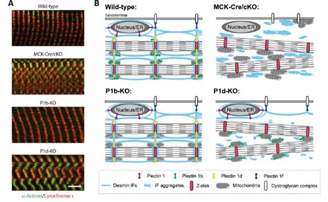 Spatial Arrangement Of Mitochondria In Skeletal Muscle Fibers And