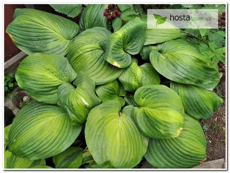 Hosta.com.ua. Хоста Holy Mole (Холи Моли, Холи Моул): описание, фото,