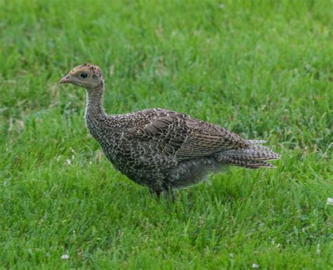 Gales Photo And Birding Blog Wild Turkey Poult