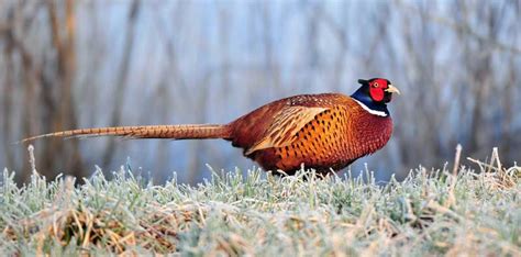 Animal Symbolism Pheasant Meaning on Whats-Your-Sign.com