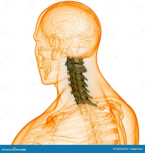 Spinal Cord Vertebral Column Cervical Vertebrae Of Human Skeleton