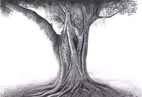 Banyan tree (2013) Pencil drawing by Shweta Mahajan | Tree drawings ...