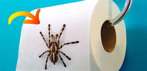 How To Keep Spiders Away From Your Home Once And For All They Will Not