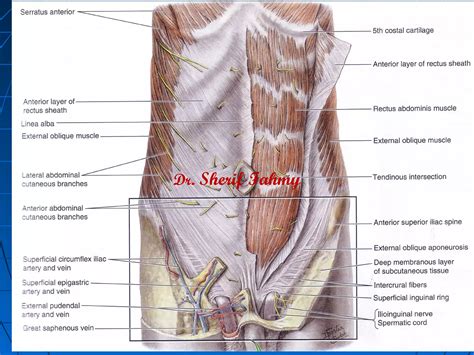 Nerves Of Anterior Abdominal Wall Anatomy Of The Abdomen Ppt