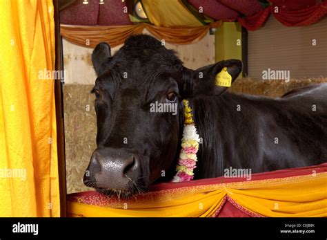 Shambo a Friesian bull lived in the Hindu Skanda Vales Temple before being slaughtered after ...