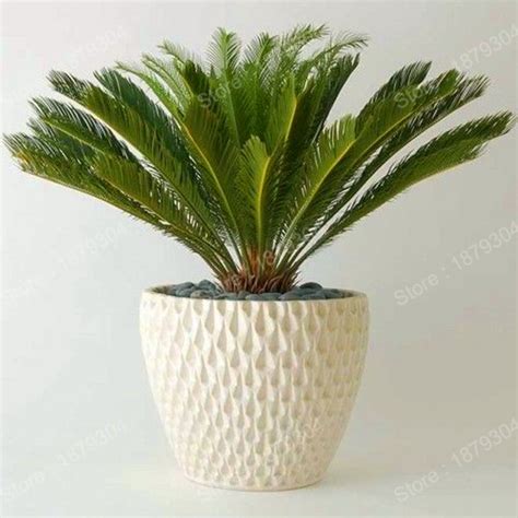 Mini Sago Cycas Plant Perennial Revoluta Flores Bonsai Tree Plantas