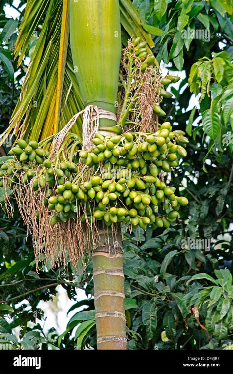 Betel Nut Tree High Resolution Stock Photography and Images - Alamy