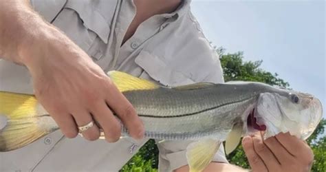 How To Catch Snook Fishing In Florida Fishermansauthority