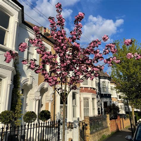 Purple Leaf Cherry Blossom Tree | Prunus serrulata 'Royal Burgundy ...