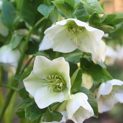 Helleborus White Lady