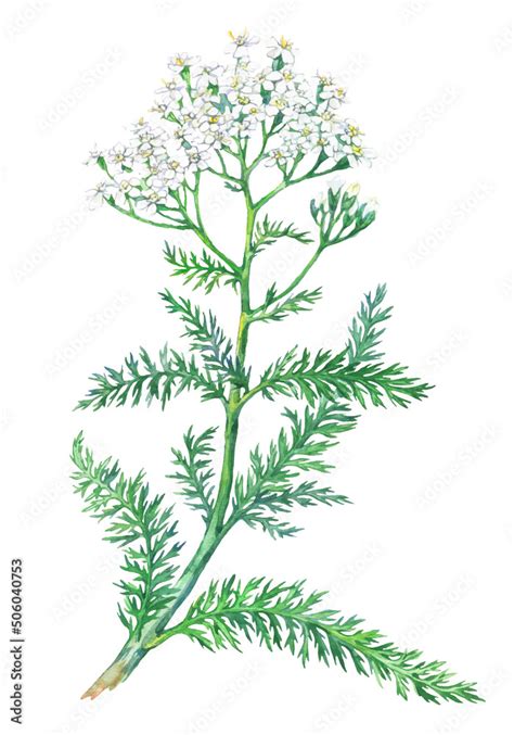 Watercolor Yarrow Flower Medicinal Plant Isolated On White Background Achillea Millefolium