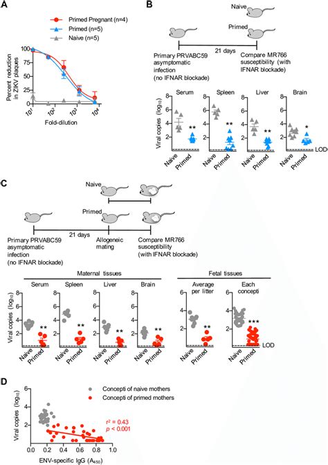 Primary Zikv Asymptomatic Infection Protects Against Re Infection By Download Scientific