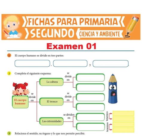 El Desarrollo Humano Para Segundo De Primaria Actividades Educativas