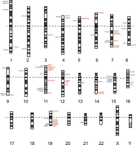 Solved Chromosome Mapping Shows That Genes F And G Are Map | The Best ...