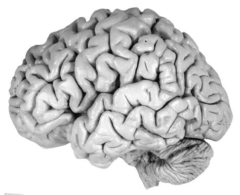 Lecture 2 Neuroanatomy Gyri And Sulci Diagram Quizlet