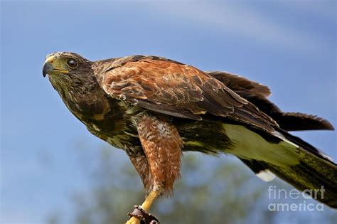 A hunting Harris Hawk Photograph by Shaun Wilkinson - Fine Art America