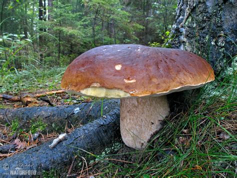 Edible Boletus Mushroom Photos, Edible Boletus Images, Nature Wildlife ...