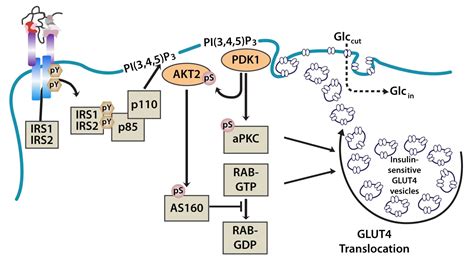 Insulin Signaling Pathway