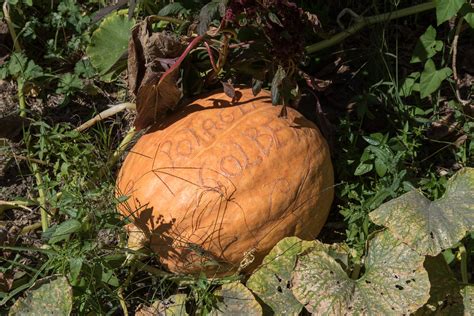 Potager Colbert Maulévrier Maine et Loire France Flickr