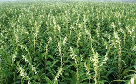 Sesame Seed Farm Direction Des Semences Et Plants