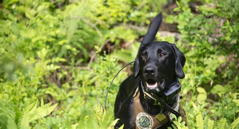 Protecting The Land We Love National Invasive Species Awareness Week