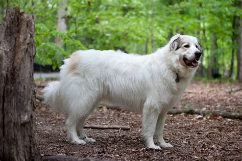 Great Pyrenees History Temperament Care Training Diet Pics