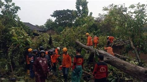 Pohon Jati Tumbang Timpa Kandang Ternak Karanganyar Diguyur Hujan