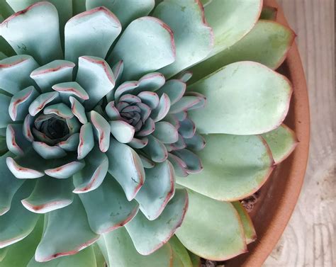 Echeveria Fans Are Going Crazy Over These 4 Propagation Hacks ...